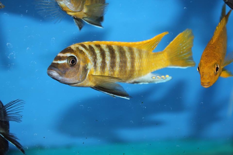 Maylandia sp. 'zebra gold' Nkhata Bay